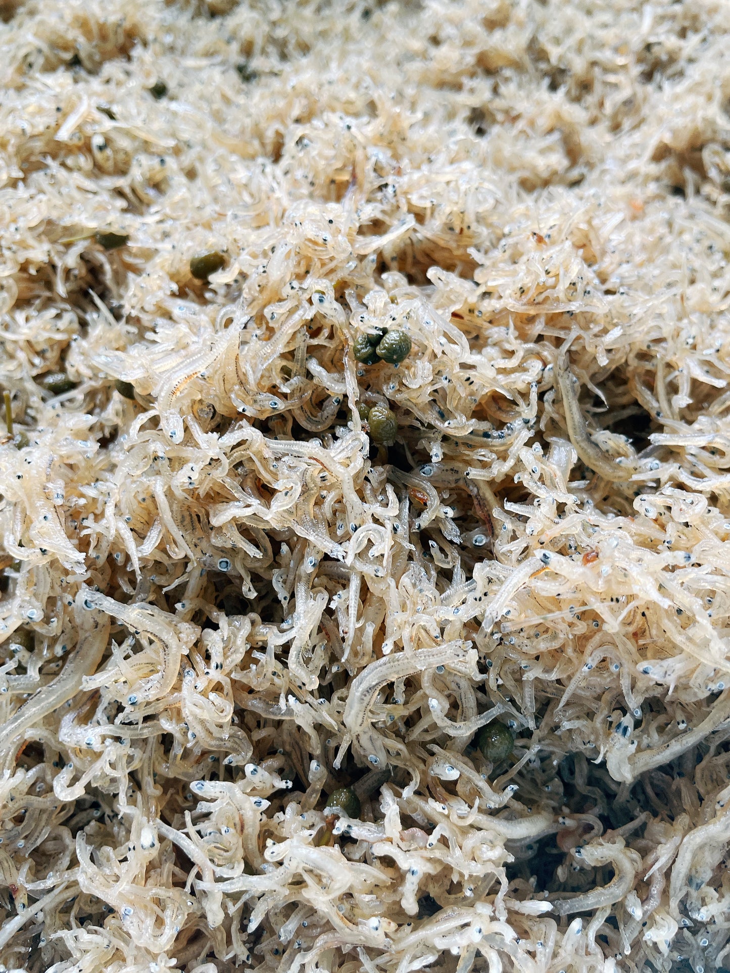 南知多産 ちりめん山椒 130g