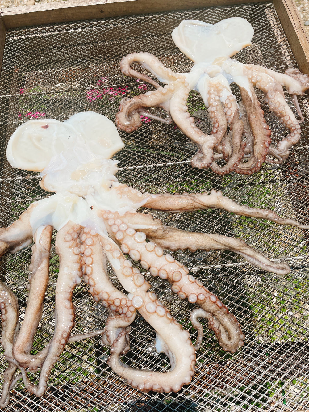 南知多産 干したこ (Mサイズ)