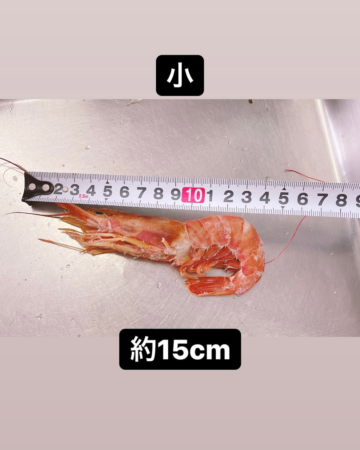 お刺身でも食べれる赤海老 1尾