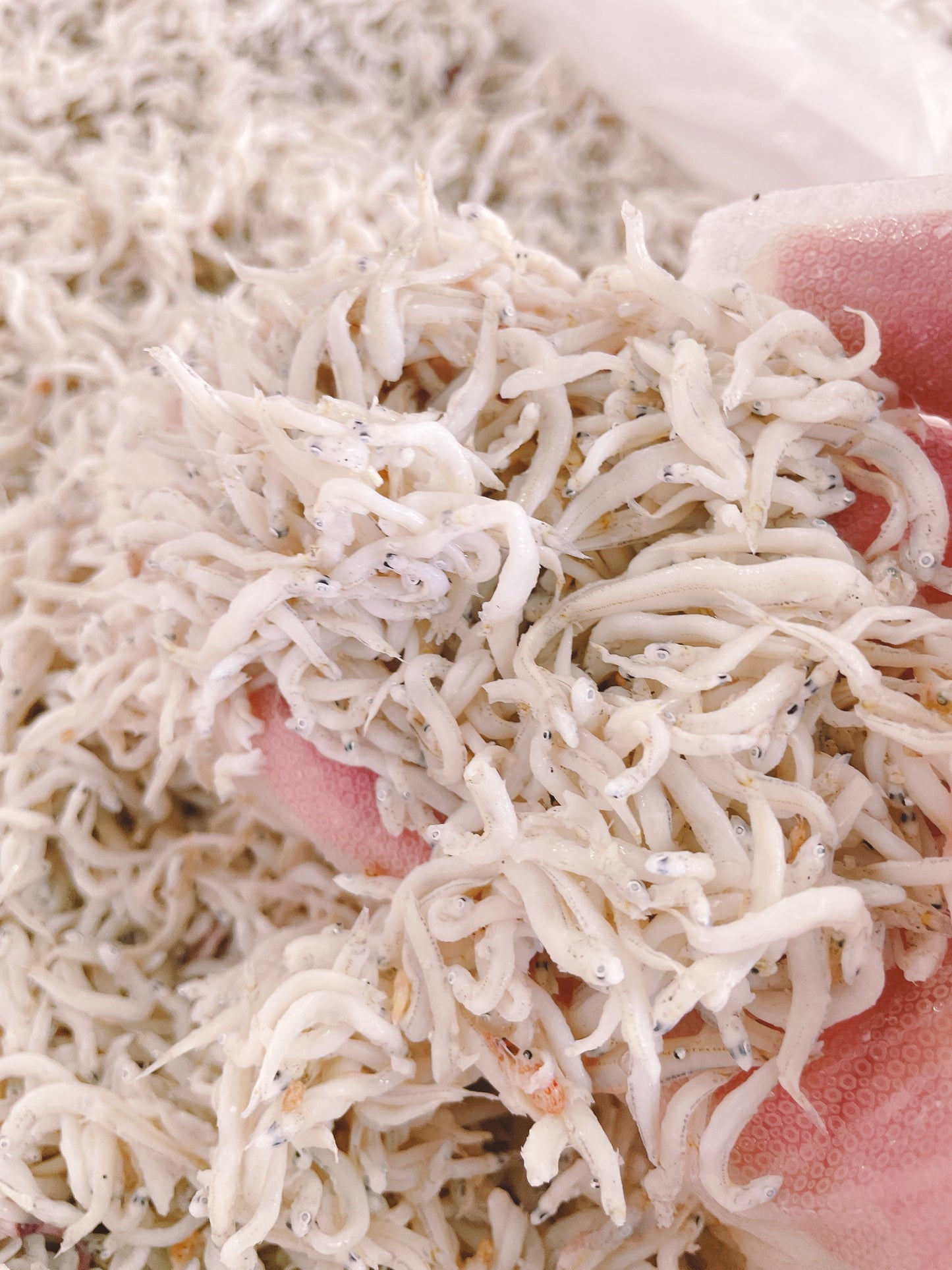 【新物】南知多産 甘塩釜揚げしらす 500g