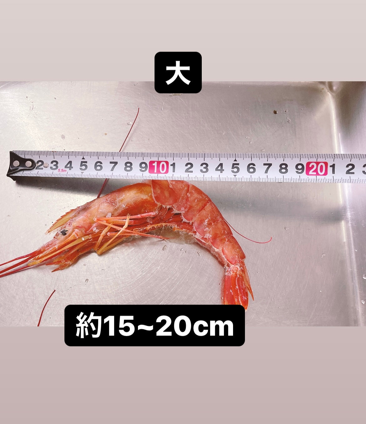 お刺身でも食べれる赤海老 1尾