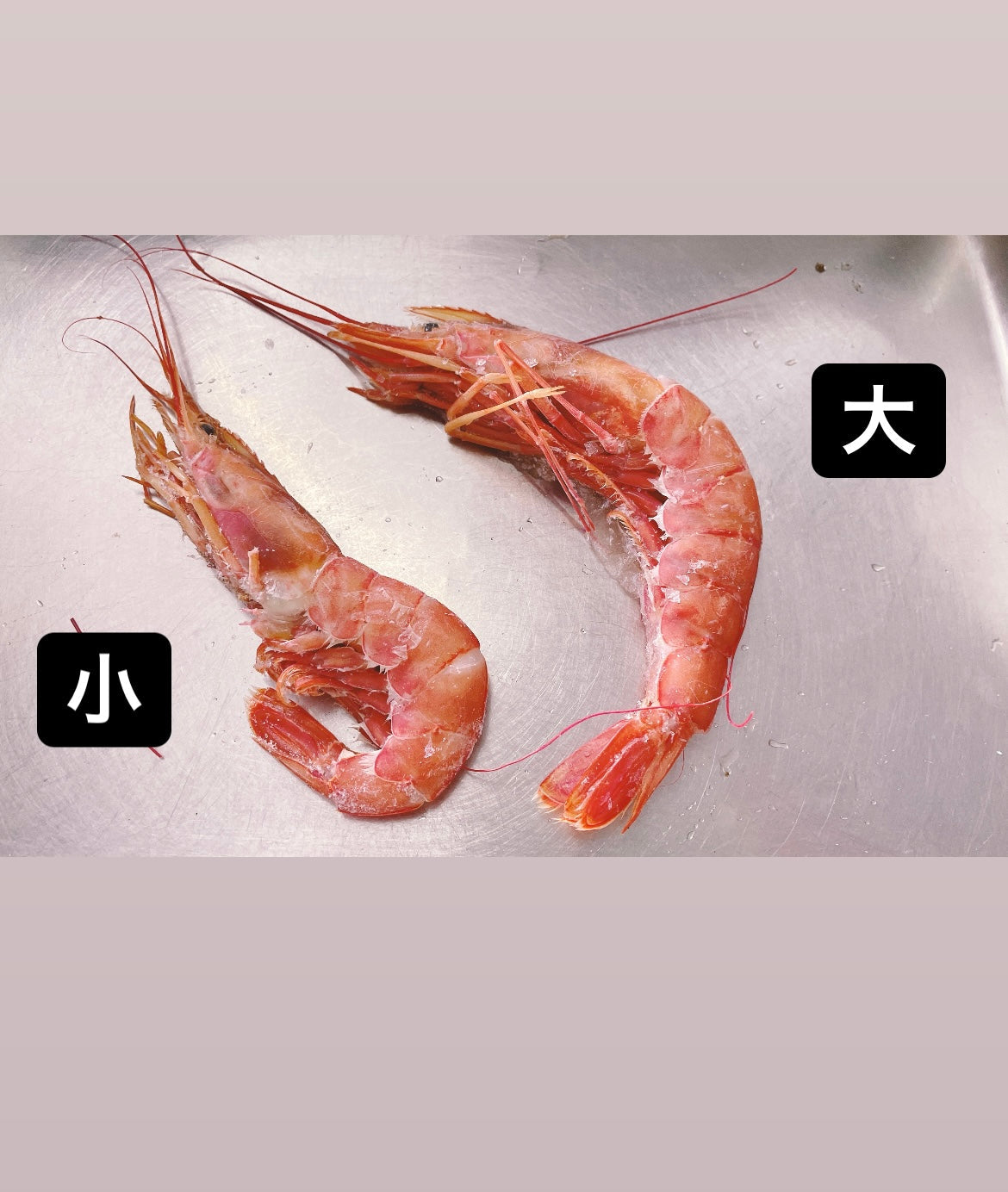 お刺身でも食べれる赤海老 1尾