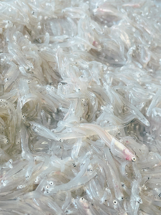 南知多町師崎のちりめん工房ジャコデスで買える生しらす