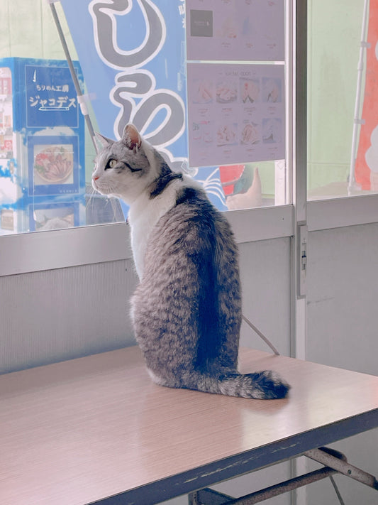 お家で待ってる猫友さんへ！「ノンソル無塩しらす」が最高のお土産にゃす！