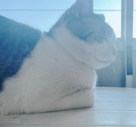 猫にしらすは塩分が心配？13歳で病気知らず、毛艶ピカピカの看板猫ロコが毎日食べている「元気の秘訣」