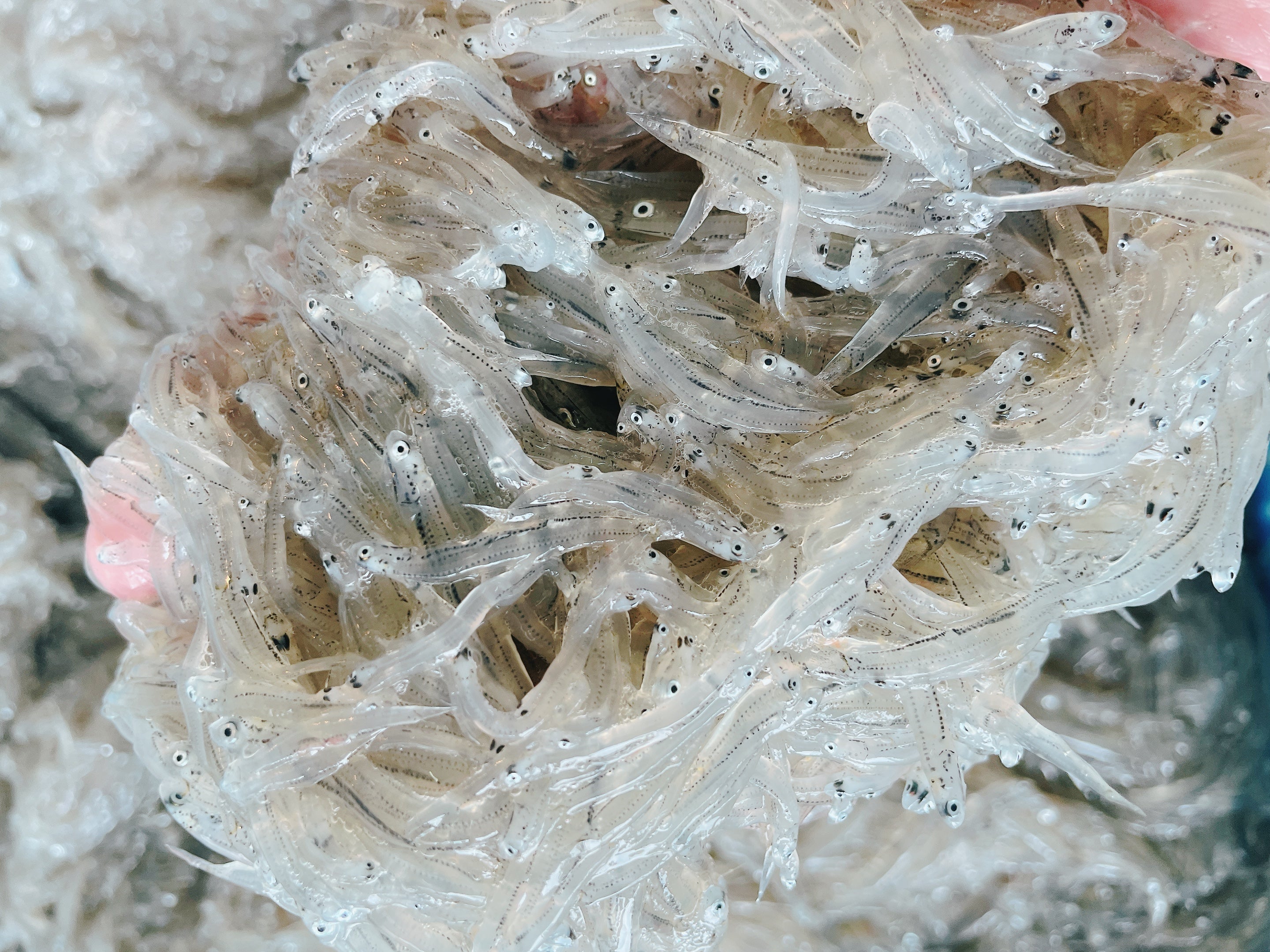 【決定版】生しらす完全ガイド:鮮度の秘密からプロの食べ方まで – ちりめん工房 ジャコデス