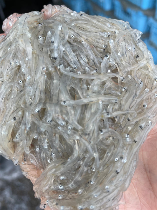 静岡や高知とどう違う？「南知多・師崎のしらす」が全国のファンに愛される理由