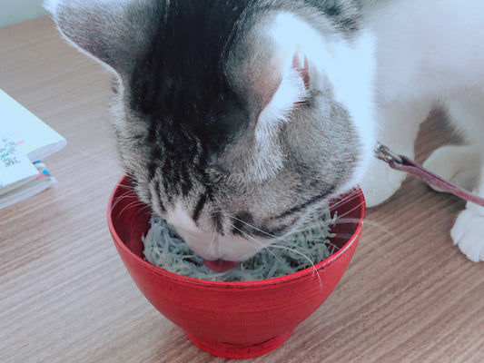 猫の日ギフトに最適にゃす！南知多直送「無添加しらす」で健康を贈るにゃす。