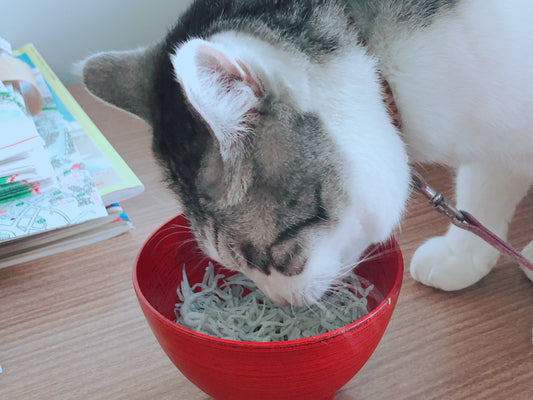 「やっぱり猫に塩分は不安…」という飼い主さんへ。専門店が作った『ノンソル無塩しらす』が選ばれる理由