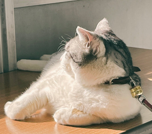 南知多で猫カフェをお探し？日間賀島へ渡る前に、師崎の看板猫ロコに会いに来てにゃす！